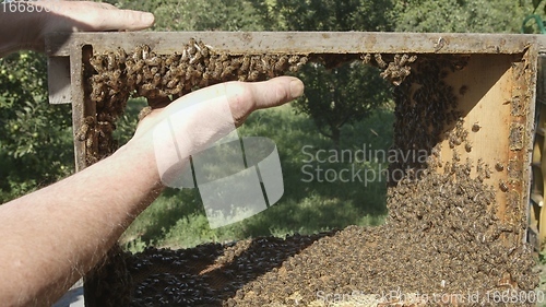 Image of Honey bees on a hive cluster