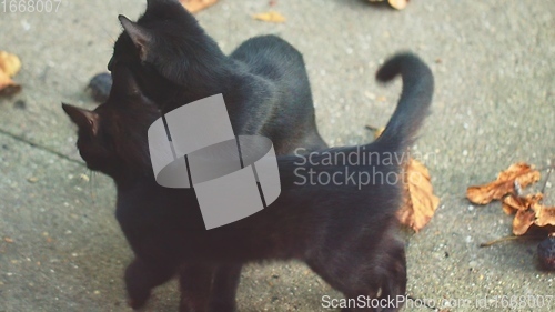 Image of Mother cat with her young one closeup footage