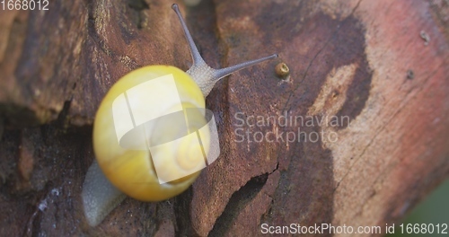 Image of Small yellow snail crawling on the tree