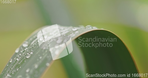 Image of Green plant leaves with dew on top