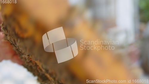 Image of Honey bees on a hive cluster