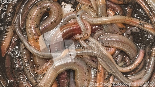 Image of Many earthworms crawling together closeup footage