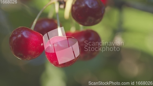 Image of Fresh fruit on the tree