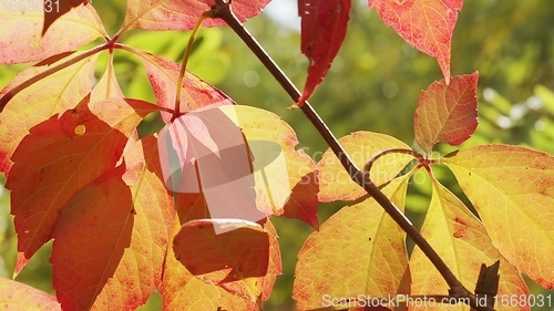 Image of Autumnal leaves blown by the wind closeup