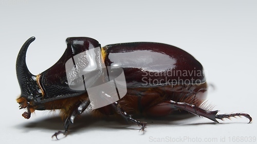 Image of Side view of rhinoceros beetle