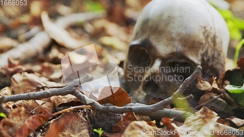Image of old skull on the ground covered with leaves