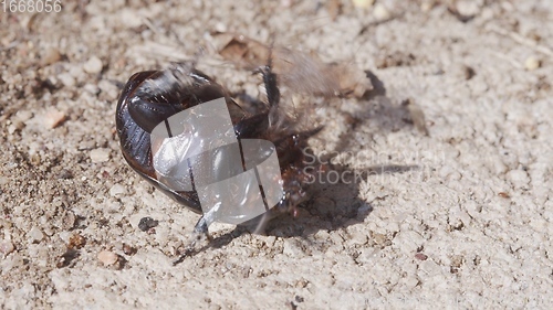 Image of LArge beetle on the ground