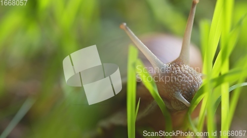 Image of Snail on ground level macro photo