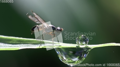 Image of Small fly on grass blade macro footage