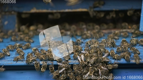 Image of Entrance of beehive with workers going in and out