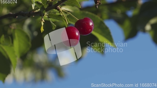 Image of Fresh fruit on the tree