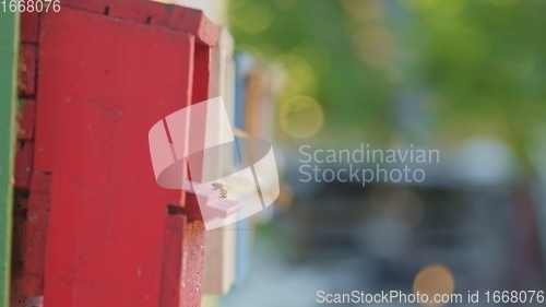 Image of Honey bees on a hive cluster