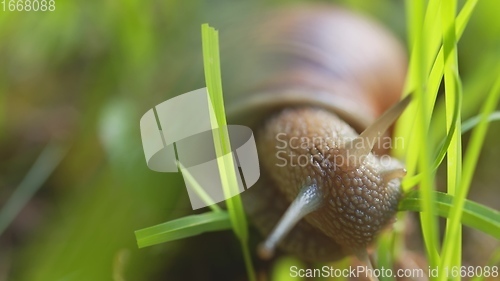 Image of Snail on ground level macro photo