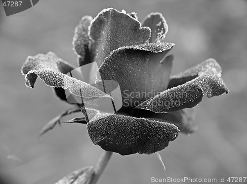 Image of Rose under hoar-frost