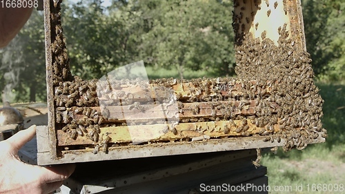 Image of Honey bees on a hive cluster
