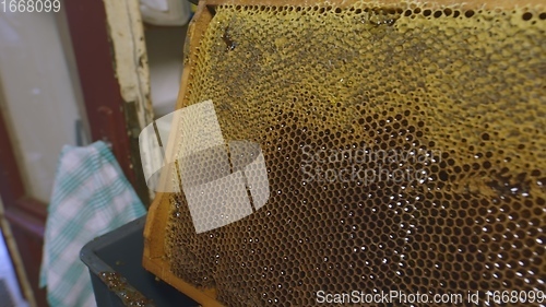 Image of Honey bees on a hive cluster