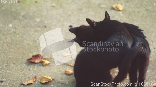 Image of Mother cat with her young one closeup footage