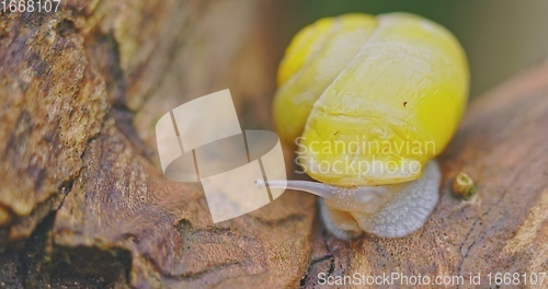 Image of Small yellow snail crawling on the tree