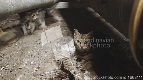 Image of Stray catn in industrial interior