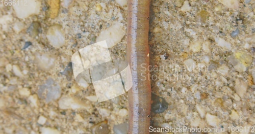 Image of Earthworm closeup footage with bright red blood flowing through the body