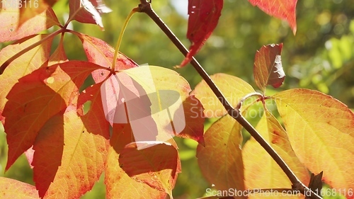 Image of Autumnal leaves blown by the wind closeup