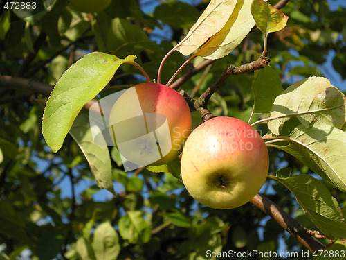 Image of Apples