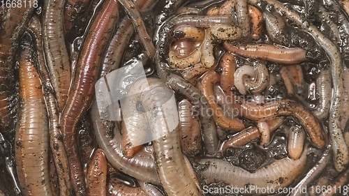 Image of Many earthworms crawling together closeup footage