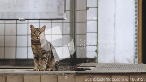 Image of Stray catn in industrial interior