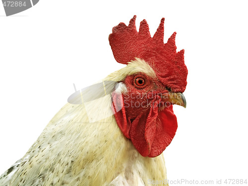 Image of White cock