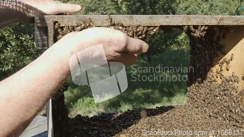 Image of Honey bees on a hive cluster