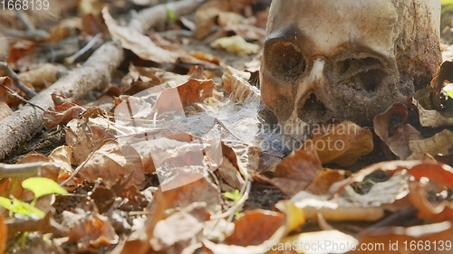 Image of old skull on the ground covered with leaves