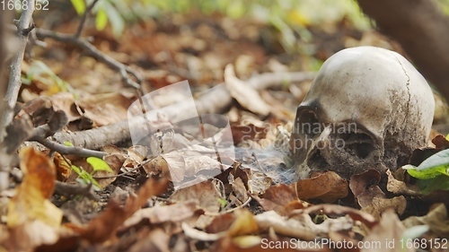 Image of old skull on the ground covered with leaves