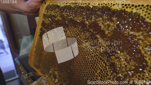 Image of Honey bees on a hive cluster