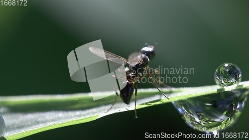 Image of Small fly on grass blade macro footage