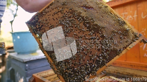 Image of Honey bees on a hive cluster