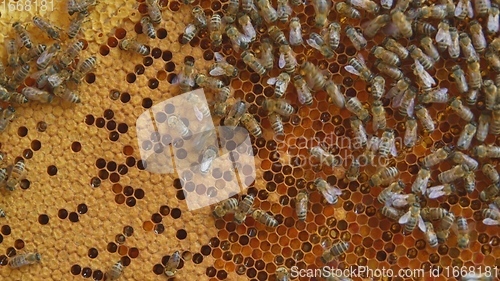 Image of Honey bees on a hive cluster