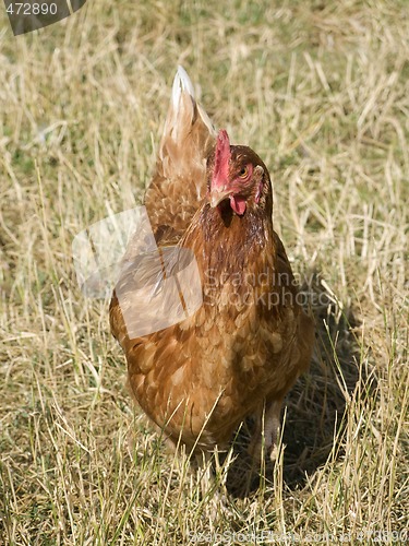 Image of Free-Range