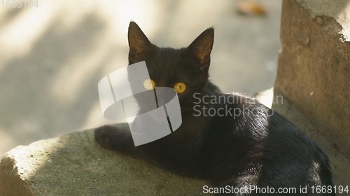 Image of Young cat outdoors closeup footage