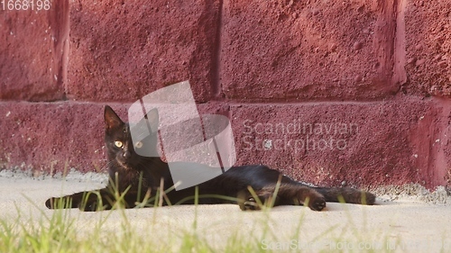 Image of Young cat outdoors closeup footage