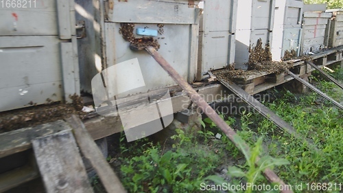 Image of Several nests aligned at bee cultivation farm motion footage