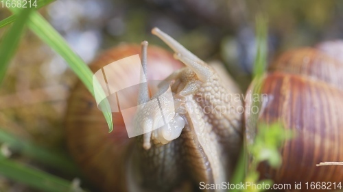 Image of Snail on ground level macro photo