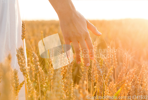 Image of hand touching wheat spickelets on cereal field