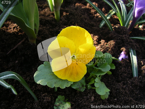 Image of Flower_22.04.2005