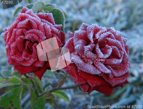 Image of Rose under hoar-frost