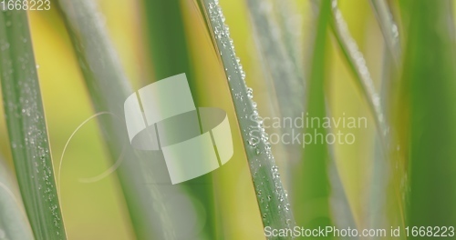 Image of Green plant leaves with dew on top