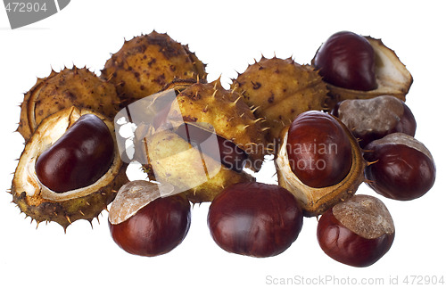 Image of chestnut