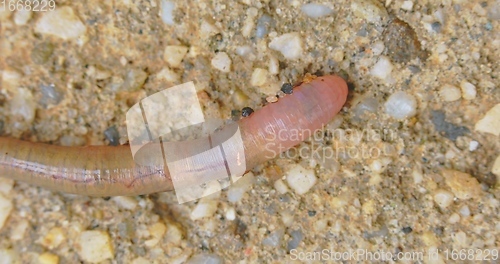 Image of Earthworm closeup footage with bright red blood flowing through the body