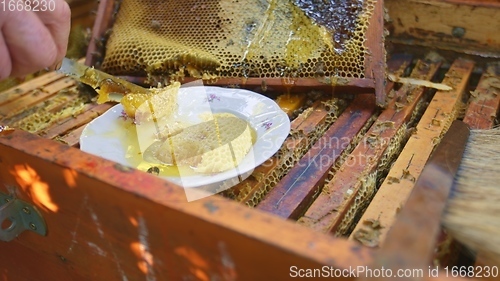 Image of Raw honey with honeycomb from the beehive