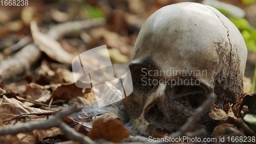 Image of old skull on the ground covered with leaves