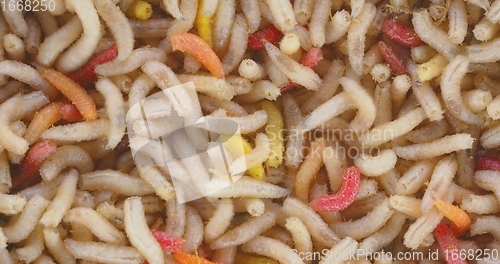 Image of Lots of worms crawling as background texture closeup footage